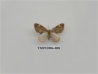 藏品(尺蛾615)的圖片